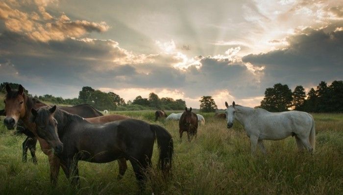 vacker häst bilder-här-fråga-vi-dem-one-of-bäst-före-hästbilder