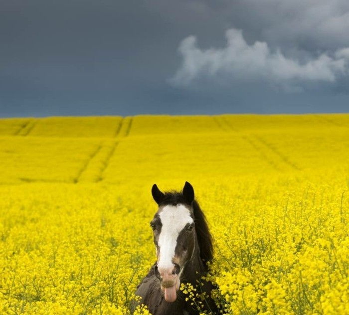 vacker-hästbilder-här-fråga-vi-dem-a-vår-favorit-bilderna innan