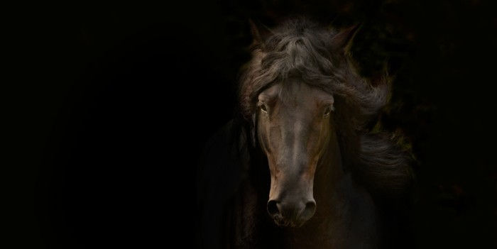 Beautiful-hästbilder-ännu-a-stor-horse bild