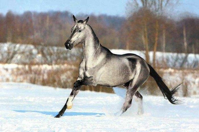 mooi paard wallpaper raging-tier in de sneeuw