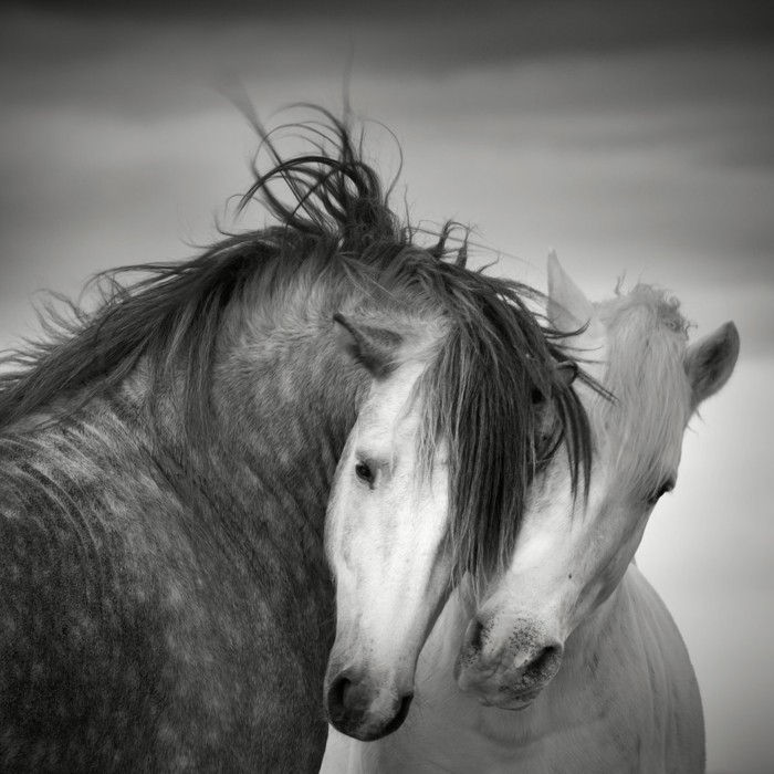 vakre-hest-bilder-vakre-hest-bilder