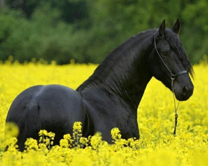 mooi paard wallpaper black-elegant-horse-on-the-geel-weide