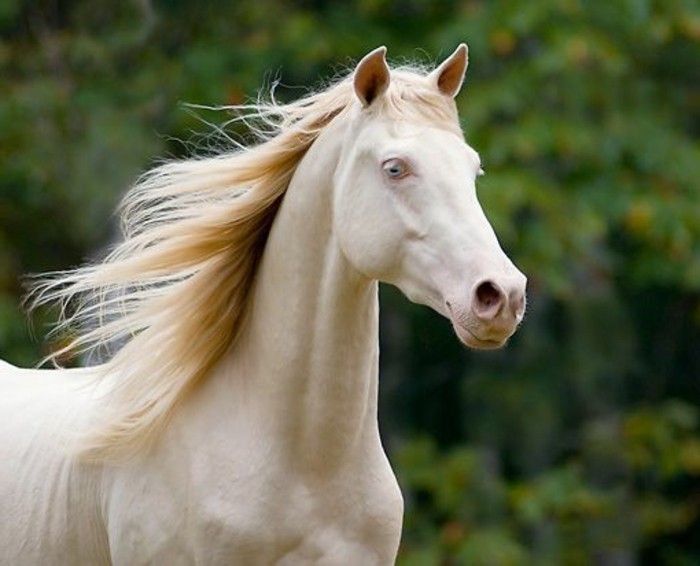beautiful-horse-pictures-white-horse-in-de-natuur