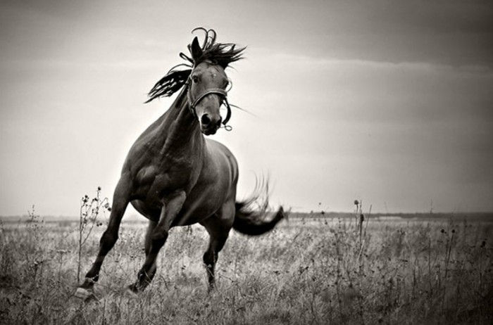 mooie-paarden-in-the-wild-natural-wit-zwarte illustratie