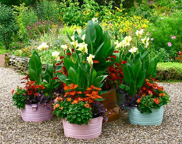 Krásna-Plant-for-the-záhradné