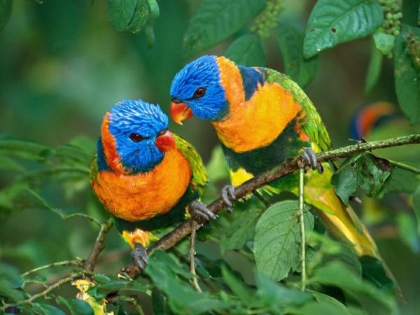 piękne Parrot Parrot Parrot buy buy-tapety kolorowe papugi Papuga