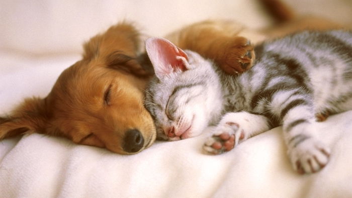 Immagini di buonanotte molto divertenti per whatsapp - un piccolo gatto dormiente grigio e un cagnolino addormentato