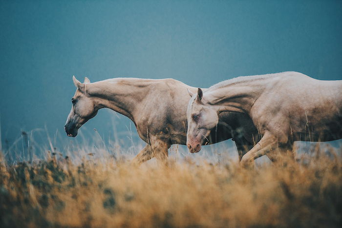 et annet bilde med to ville, brune hester med en hvit mane og svarte og blå øyne, gress og skog - på temaet hesthelter og hestbilder