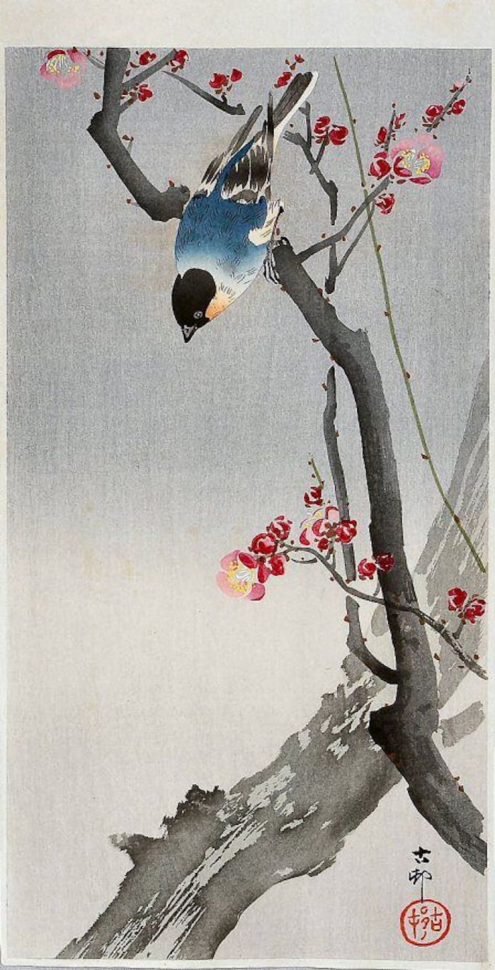 Desenho japonês, um pássaro azul, chapim em uma cerejeira