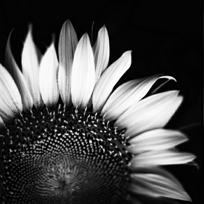 juoda-balta-Nature Photography Saulėgrąžų Nuotrauka-nah