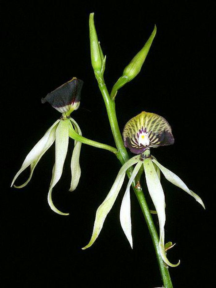 čierne pozadie Orhideen druh