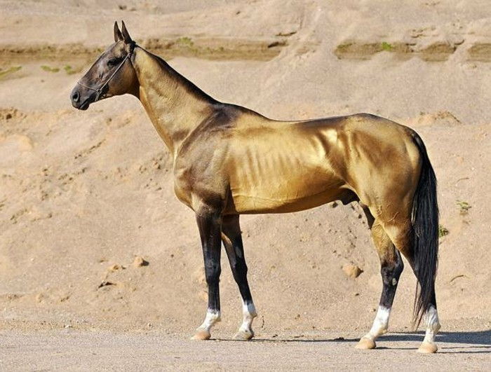 zeer-creative-types-beautiful-horse-glimmend bruin-vorm