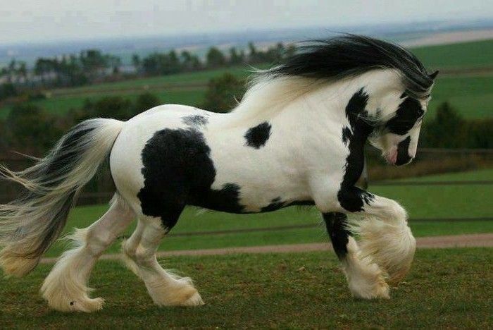 zeer-nice-horse-in-wit-zwart-raging-tier