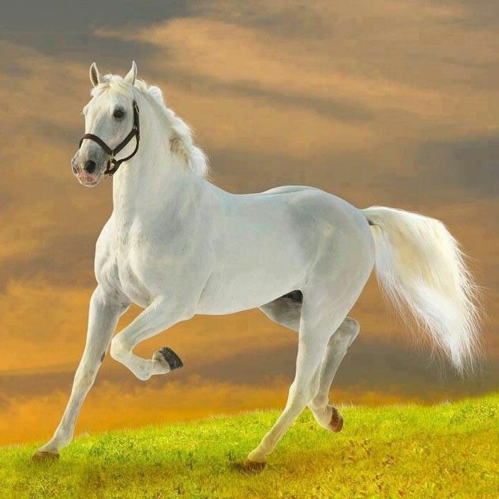 zeer-nice-horse-and-white-vorm-van-de-wei