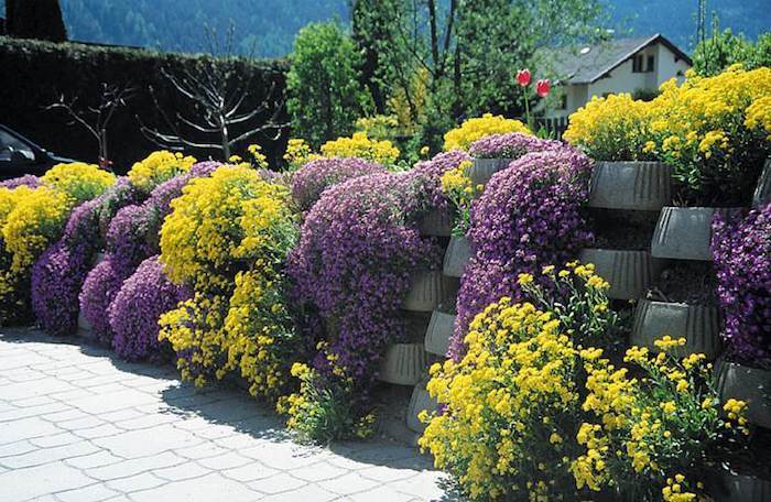 Pozrite sa na túto myšlienku pre dizajn záhrad - tu sú niektoré rastlinné prstene so žltými a fialovými kvetmi