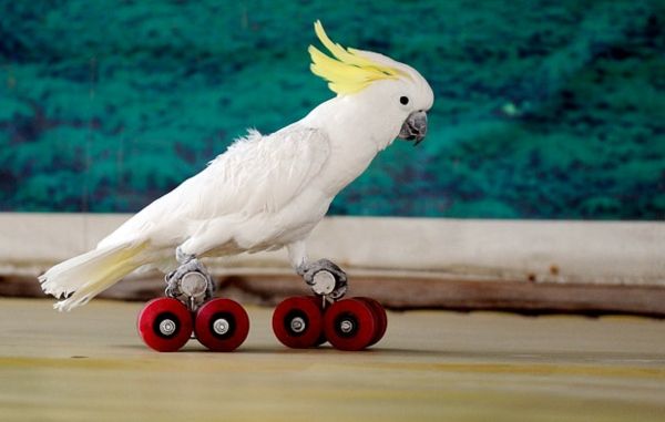 schaatsen papegaai Parrot-kaketoe wallpaper