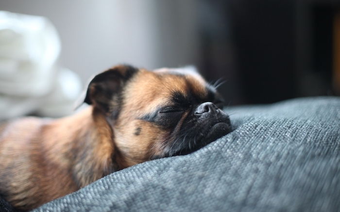 Un'altra foto della buona notte con un piccolo cane arancione che dorme con un naso nero e un letto
