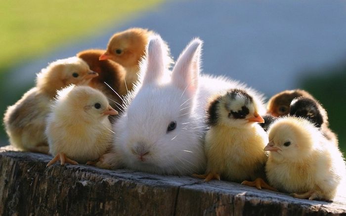 dolci foto della buona notte per whatsapp - qui ci sono un piccolo coniglietto bianco e piccoli uccelli e anatroccoli gialli