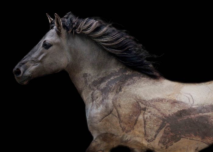 Bilde med en vill bulgarsk, grå hest med en tett svart mane, vakkert hestebilde