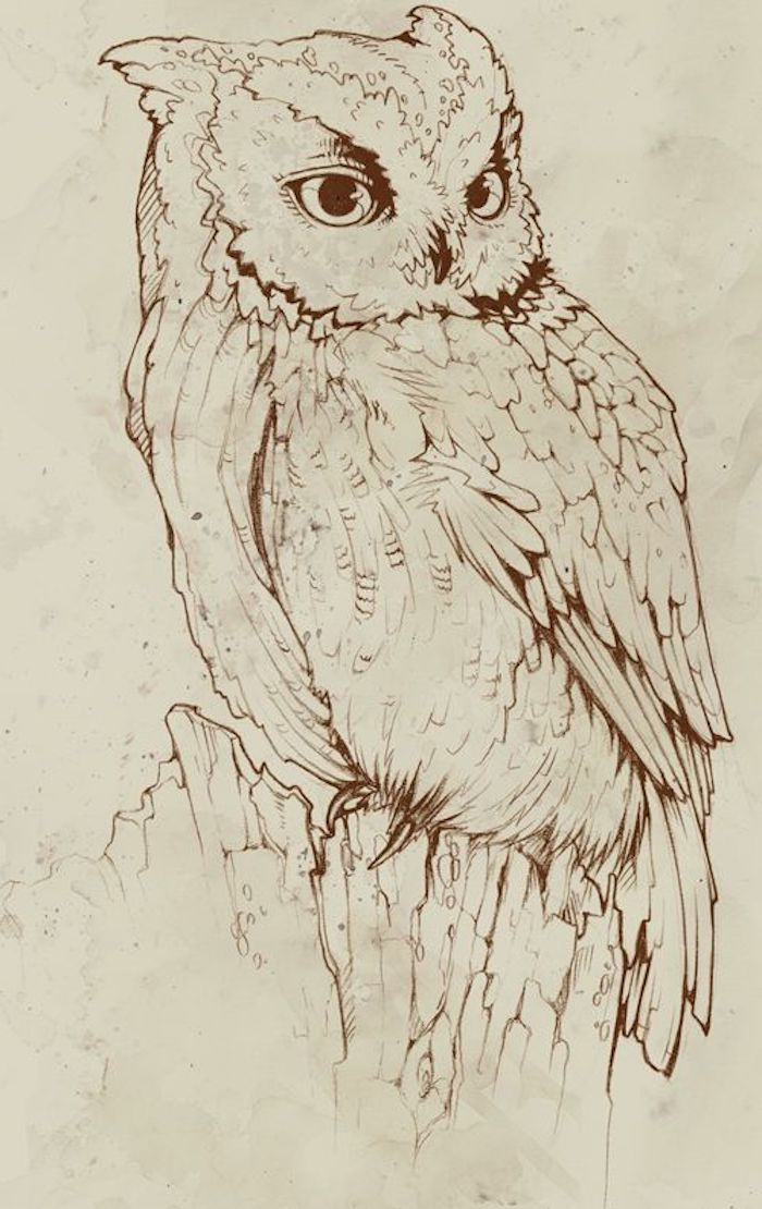 Coruja, coruja de águia, desenhando com cor marrom, papel amarelado