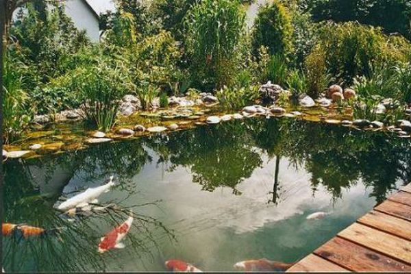 lagoa de plantação-nice-imagem