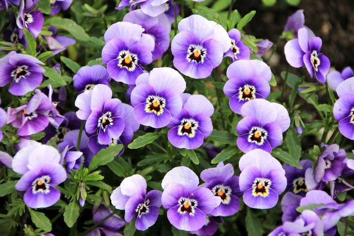 fialové fialky, balkónové rastliny, početné kvety s obrázkami a popisom
