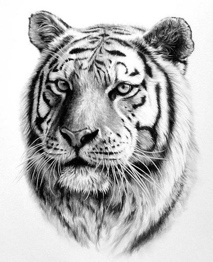 kresba čiernej a bielej, tygrová hlava, šablóna