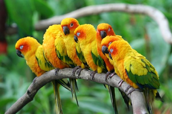 pra-papuga Kolorowe Parrot Parrot tapety papuga-bilder--
