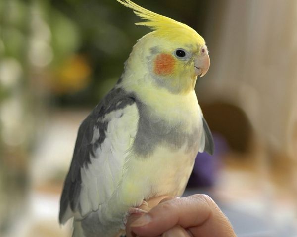 pra-papuga Kolorowe Parrot Parrot Parrot tapety tapety ---