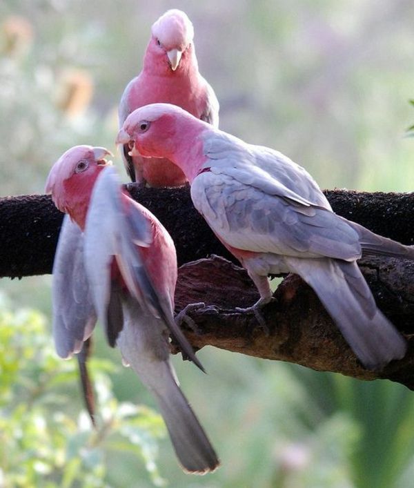 -toller Parrot Kolorowe Parrot Parrot Parrot tapeta tapeta różowy