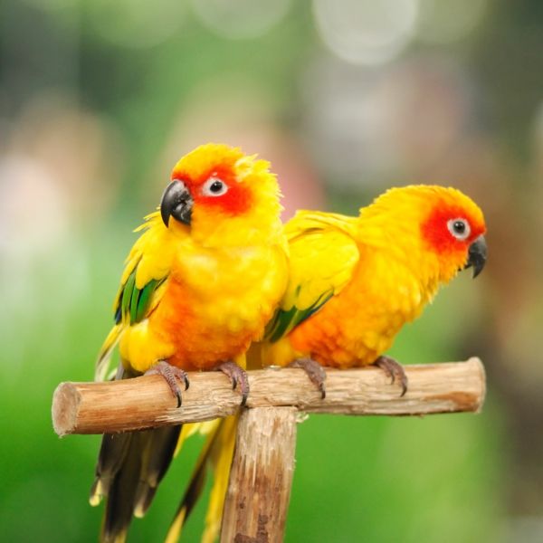 great-vogels Kleurrijke Papegaai Parrot wallpaper papegaai wallpaper gele Parrot