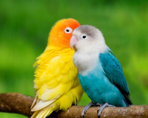 -toller Parrot Kolorowe Parrot Parrot Parrot tapeta tapety tapety papuga