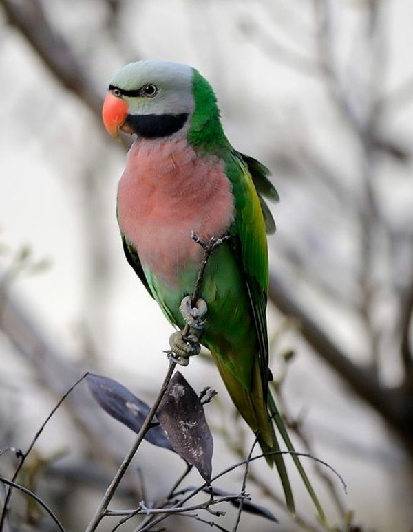 pra-papuga Kolorowe Parrot Parrot Parrot tapety tapety