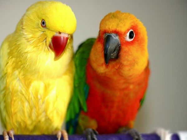 --tolle ptaki Kolorowe Parrot Parrot Parrot tapety tapety