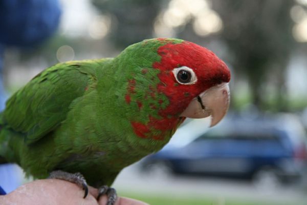 pra-papuga-buy buy Parrot Parrot tapety Kolorowe papugi