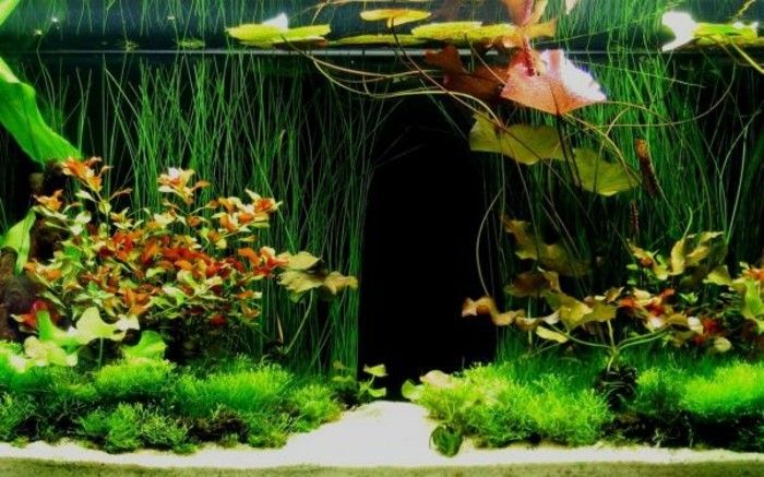 deco-akvarium-utformade tropiskt-akvarium-anordning-tropisk-skog-aquarium-