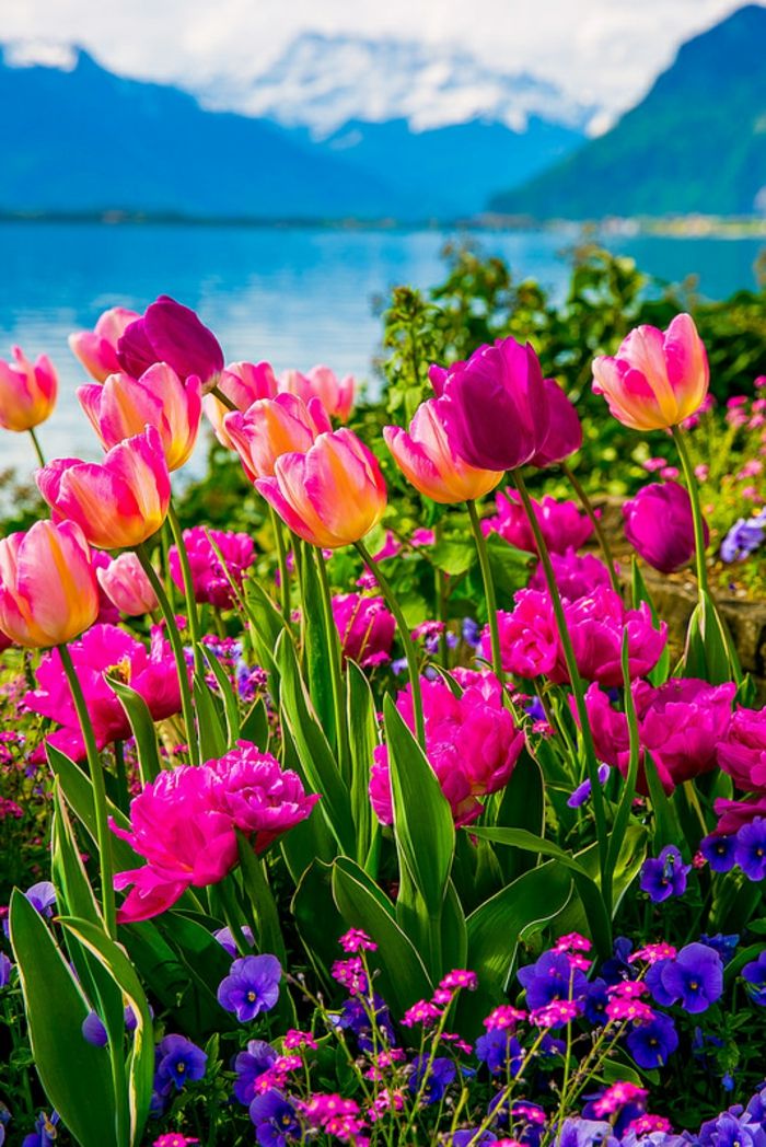 spalvinga tulpė ir violets, ežeras ir kalnai fone, puikus kraštovaizdis, kurie jaučia gamtą