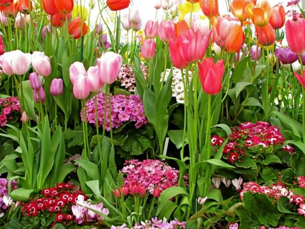 lalele-plantă-din-amsterdam-lalele-lalea-tulip-