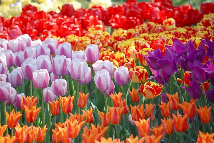 Tulpės laukai Olandijoje, tulpės skirtingais niuansais, raudonos, violetinės, rožinės, geltonos, nuostabios peizažai