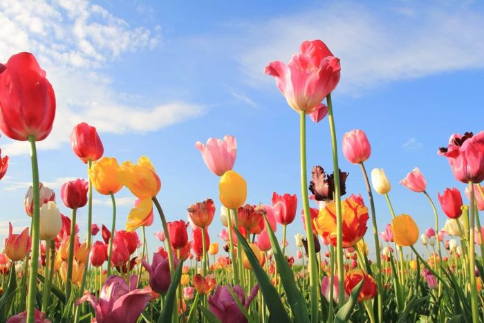 Tulpių laukai Olandijoje, daugybę spalvingų tulpių, kurie jaučia gamtą ir mėgaujasi nuostabiais kraštovaizdžiais