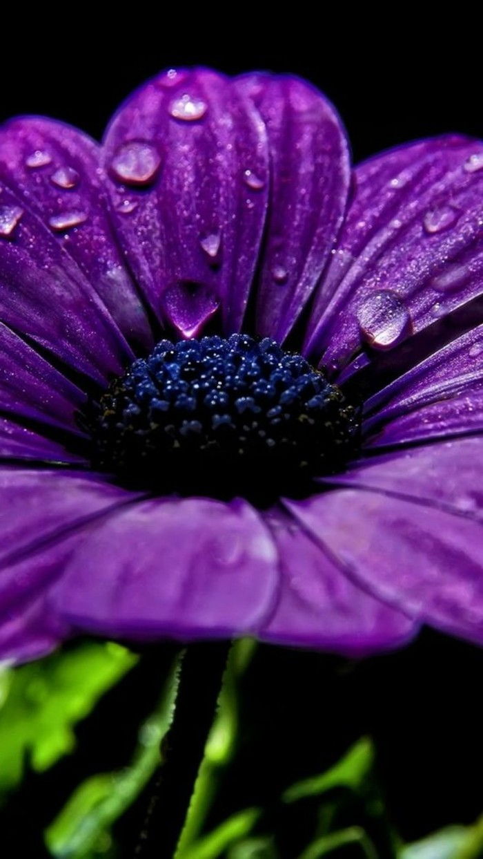 unikales Bilde av lilla blomst-med-regndråpene-on-the-ark