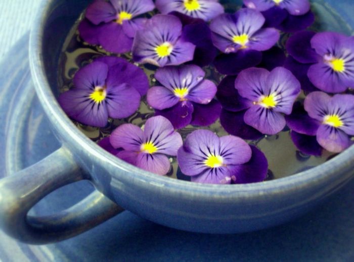 Violetinė porcelianiniame puodelyje, tapetai gėlių mėgėjams, kurie jaučia gamtą