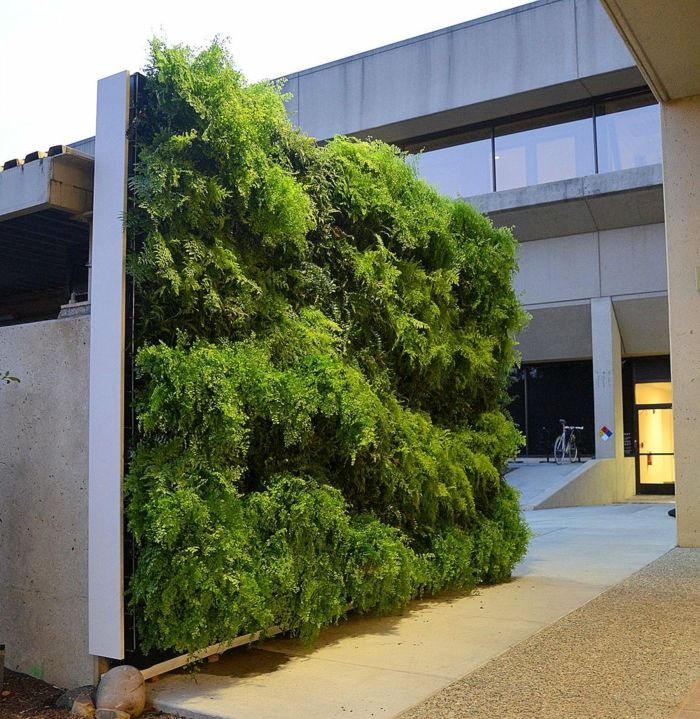 plante verticale în curte - un perete întreg verde