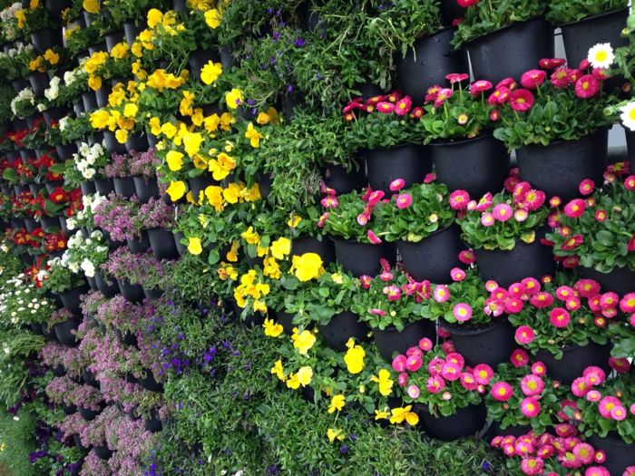 färgglada blommor i en speciell vägg för vertikala växter - så vacker