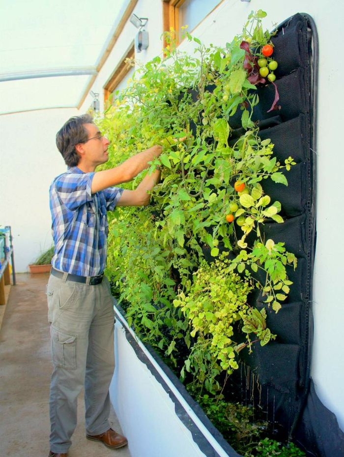hur användbara vertikala växter - tomater och paprika