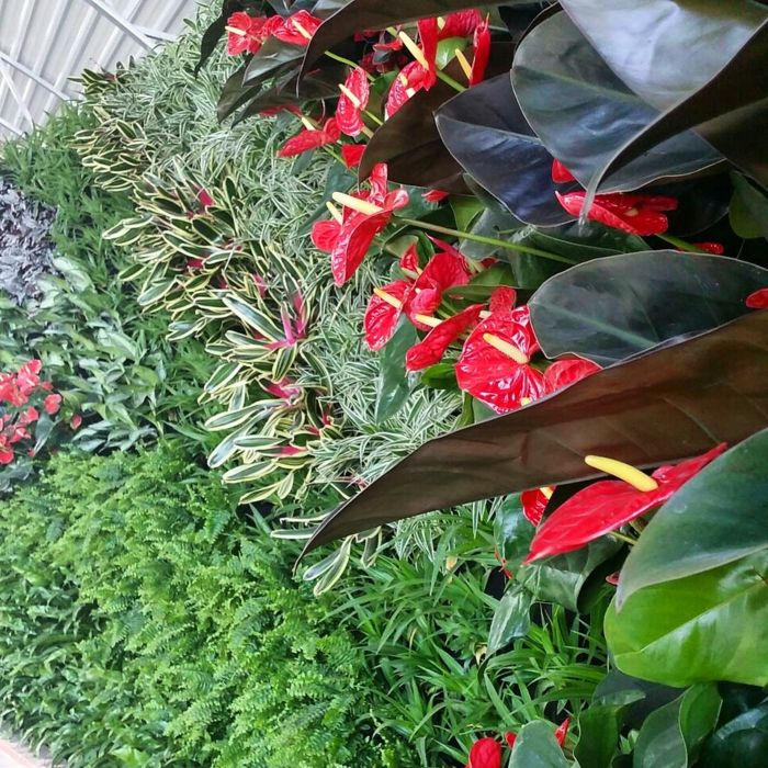 röda blommor med stora löv och prydnadsbuskar - bygga planteringsvägg själv