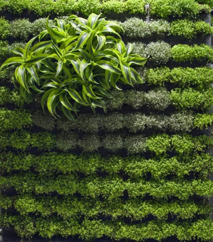 bygga en accent av dekorativa växter - växtmuren själv
