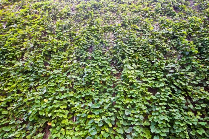 vertikal hage - en vegg full av grønne blader som henger på ledninger i geometriske former