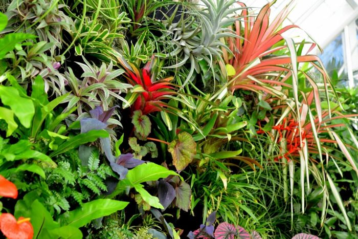 grădină verticală cu plante exotice roșii și albastre, cu varietate de frunze