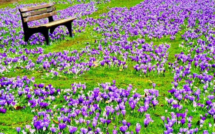 Koberec z krokusov, drevená lavica, krásna krajina, fialové rozprávky